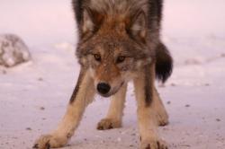 User Profile: MissCoyote