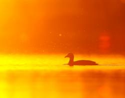 Profile: goldenLight64