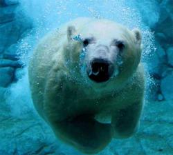 User Profile: polarbearhugs