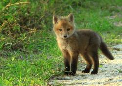 User Profile: Foxesarecute
