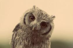 User Profile: thewiseowl