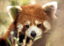 Profile: RedPanda01