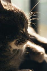 User Profile: Pansy