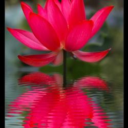 User Profile: redlotus