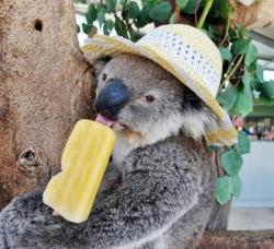 User Profile: comfortingKoala87