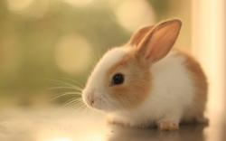 User Profile: bunnyofdarkness