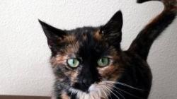 User Profile: JoyousZen36