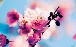 User Profile: SpringBloom