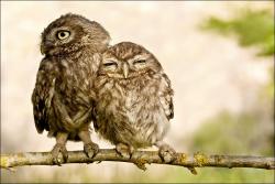 Profile: melodyowl130