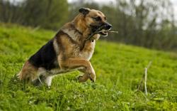 User Profile: ThunderDog