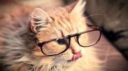 Profile: supportiveCat