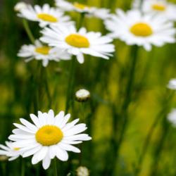 User Profile: DaisyoftheMeadow