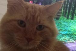 User Profile: vissarionthecat