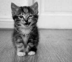 Profile: SmilingMeow