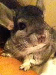 Profile: juliathechinchillagirl