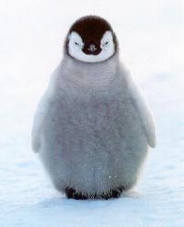 Profile: Fuzzypenguin