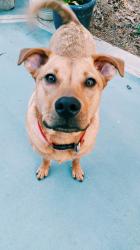 Profile: prouddogowner