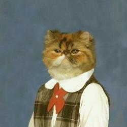 Profile: Meowbuddy