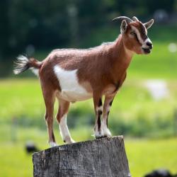 User Profile: GoatsMilk