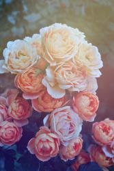 Profile: gentleflower