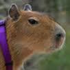 User Profile: IntuitiveCapybara