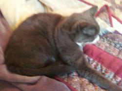 User Profile: CuddleCat