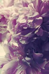 User Profile: LIKA