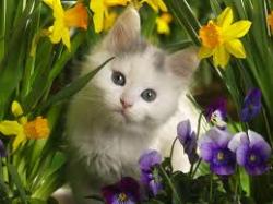 User Profile: Danycat