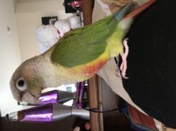 User Profile: SprawledWings