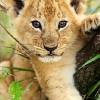 Profile: TheBabyLion