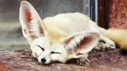 User Profile: KindredFennec