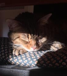 User Profile: feliune
