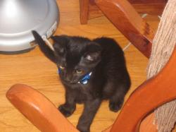 Profile: kandinskycat