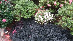 User Profile: ImAPlant