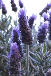 User Profile: lillieslavender