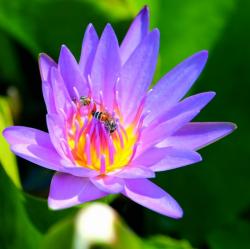 Profile: FloralWildflower