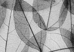 User Profile: compassionateTree4567
