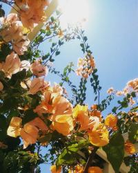 User Profile: EtherealMellifluous
