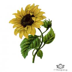 User Profile: Friendlysunflower001