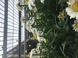 User Profile: seagreenflowers