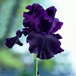 Profile: Irisflower1998