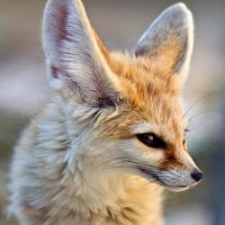 User Profile: FennecFox11