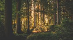 Profile: patientForest