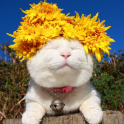 User Profile: noeglitter