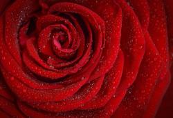 Profile: RosesForever