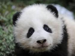 User Profile: PandaListens