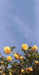 User Profile: Yellowo