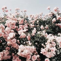 User Profile: flapjac