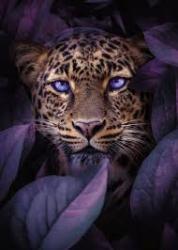 User Profile: LilacLeopard