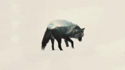 Profile: LoyalWolves6